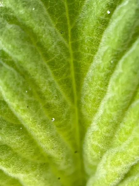  Yeşil yaprak arkaplanını kapat 