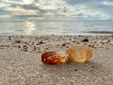 Kumsalda deniz kabukları