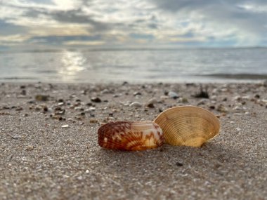 Kumsalda deniz kabukları