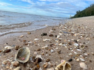 Kumsalda deniz kabukları