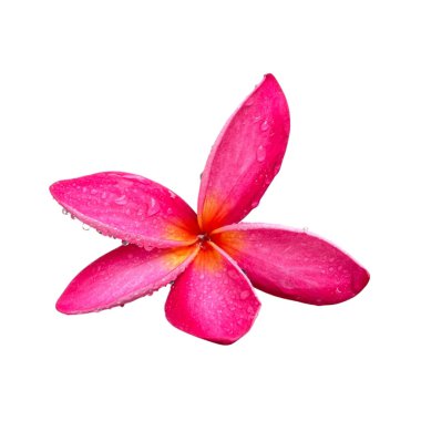  Beyaz arkaplandaki plumeria çiçekleri