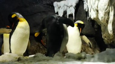 Japonya hayvanat bahçesindeki bir grupta Kral Penguen