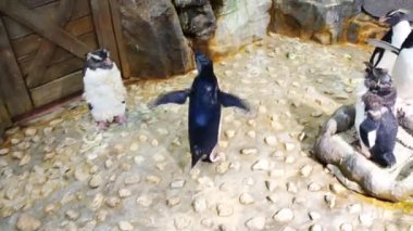 Japonya hayvanat bahçesinde zıplayan küçük bir kral penguen kanatları.