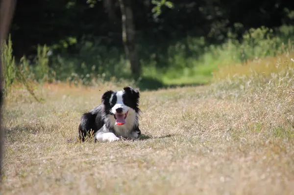 Sweet Border Collie taking a break