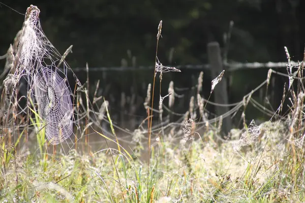 Sabah çiğ tanelerinde örümcek ağları, İsveç