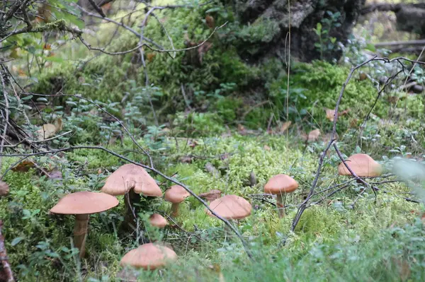 Bir Mantar Yürüyüşü