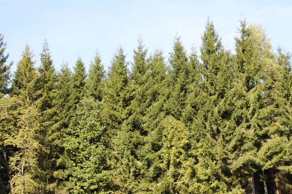 Açık yeşil çam ağaçları