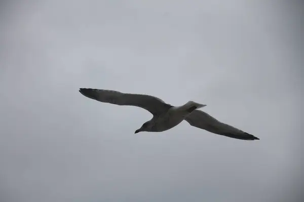 Gri gökyüzünde uçan martı