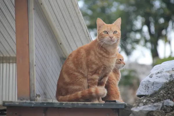 Çatıda iki kırmızı kedi
