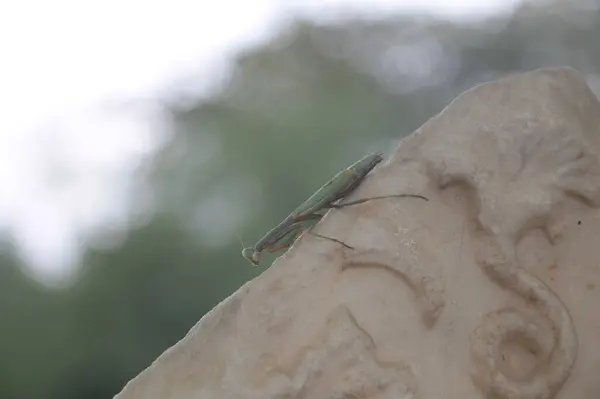 Mermer heykel üzerinde yeşil peygamber devesi