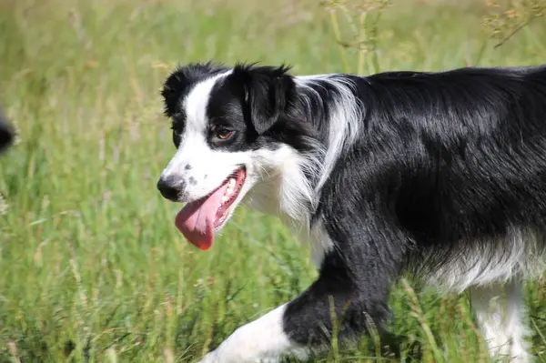 Collie Sınırı sahada yürüyor