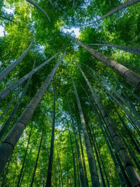 Japonya 'da yoğun bir bambu ormanına bakan alçak açılı bir manzara. Güneş ışığı, yeşil bambu sapları ve yapraklarının yoğun gölgesinde akar.