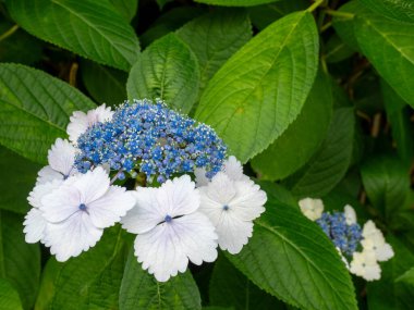 Bir dağ ortancığına (Hydrangea serrata) yakın plan, canlı mavi bereketli çiçekleri çevreleyen belirgin tırtıklı beyaz sepaller içerir. Yeşillik bir bahçe ortamında yakalanan bu geleneksel Japon çiçeği doğal bacağı ön plana çıkarıyor.