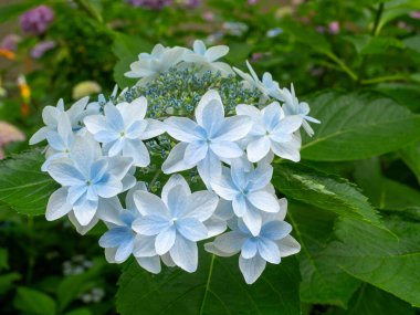 Çiçekli bir dağ ortanca (Hydrangea serrata) yakın plan fotoğrafı, eşsiz şekilli, soluk mavi yaprakları içerir. Çiçek kümesi, bu geleneksel Japon v 'sinin saf güzelliğini gözler önüne seren zengin yeşil yapraklara karşı canlı bir şekilde duruyor.