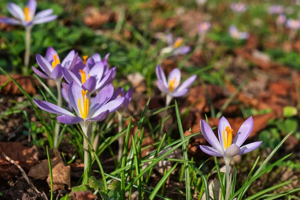 Close-up of the blooming light purple crocuses tommasinianus in the sunlight.