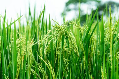 Pirinç tarlalarındaki yeşil pirinç bitkilerini kapatın..