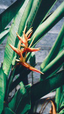 Parlak turuncu Heliconia Psittacorum çiçekleri tropikal bir bahçede yemyeşil yaprakların arasında açar..