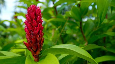 Bahçedeki kırmızı çiçek