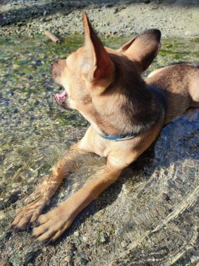 Küçük köpek neşeyle uzanır ve gölün sığ sularında serinler.