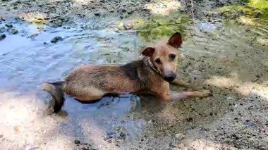 Küçük köpek neşeyle uzanır ve gölün sığ sularında serinler.