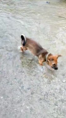 Küçük köpek neşeyle uzanır ve gölün sığ sularında serinler.