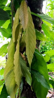 Kakao ağacı yaprakları rüzgarda sallanıyor.