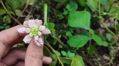 Geodorum yoğunluklu orkide, pembe baş sallama bataklık orkidesi olarak bilinir. vahşi büyüyen orkide çiçeği