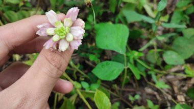 Geodorum yoğunluklu orkide, pembe baş sallama bataklık orkidesi olarak bilinir. vahşi büyüyen orkide çiçeği