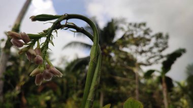 Geodorum yoğunluklu orkide, pembe baş sallama bataklık orkidesi olarak bilinir. vahşi büyüyen orkide çiçeği