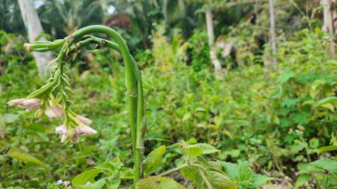 Geodorum yoğunluklu orkide, pembe baş sallama bataklık orkidesi olarak bilinir. vahşi büyüyen orkide çiçeği