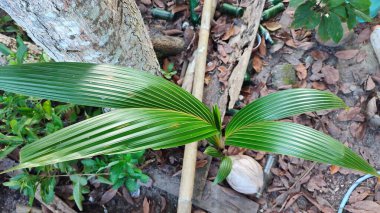 Henüz ekilmemiş hindistan cevizi ağacı tohumları. Hindistan cevizi ağacı filizi