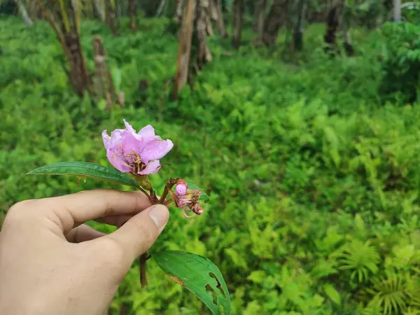 El ele tutuşan çiçekler. Melastoma afin genellikle yabani yetişen ama güzel çiçekleri olan bir bitkidir.