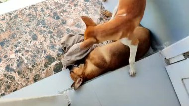 Köpekler evin terasında oynuyorlar. Köpek elbiseleri ısırır.