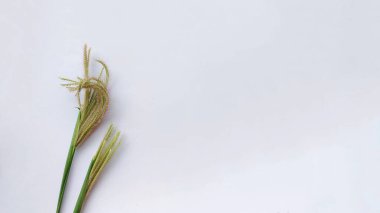 Kloris virgata otu beyaza izole edilmiş.