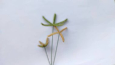 Güzel Dactyloctenium Aegyptium 'un odaksızlığı beyaza izole edildi