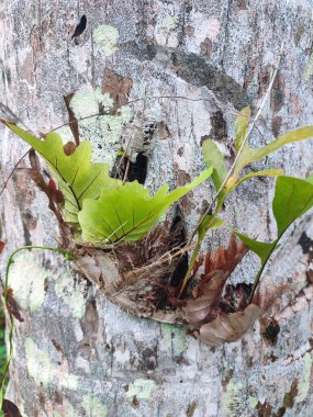Aglaomorpha quercifolia yaygın olarak meşe yaprağı sepet eğreltiotu olarak bilinir. Ağaç gövdelerinde yetişen ve bağlanan Drynaria Quercifolia bitkileri