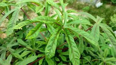 Gedi bitkisi Abelmoschus manihot. Sağlık için iyi olan bitkiler.