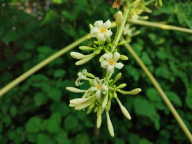 Carica papaya ağacı, bahçede açan papaya çiçekleri.
