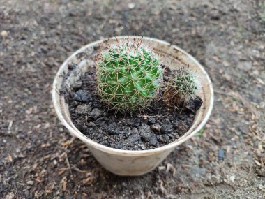 Küçük Mammillaria polithele kaktüsü beyaz bir tencerede
