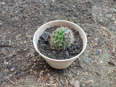Küçük Mammillaria polithele kaktüsü beyaz bir tencerede