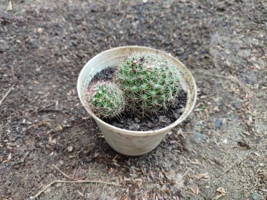 Küçük Mammillaria polithele kaktüsü beyaz bir tencerede