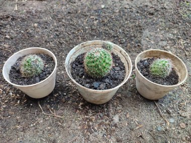 Küçük Mammillaria polithele kaktüsü beyaz bir tencerede