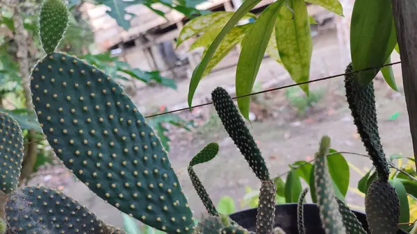 Arkaplanı bulanık olan yayılan Mammillaria polithele kaktüsü.