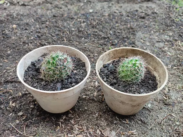 Küçük Mammillaria polithele kaktüsü beyaz bir tencerede
