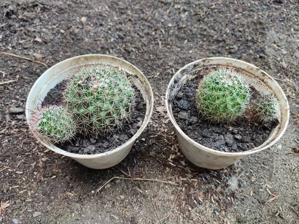 Küçük Mammillaria polithele kaktüsü beyaz bir tencerede