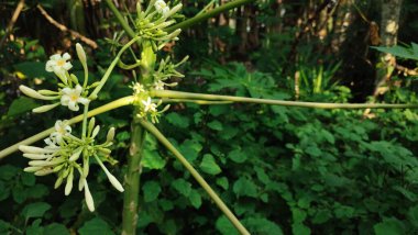 Carica papaya ağacı, bahçede açan papaya çiçekleri.
