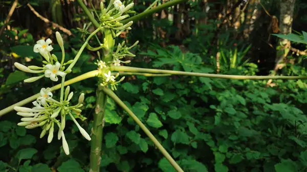 Carica papaya ağacı, bahçede açan papaya çiçekleri.