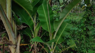 Muz çiftliği, bahçede küçük muz ağacı.