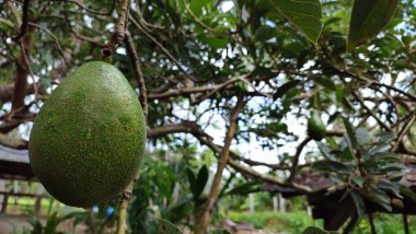 Bir organik meyve çiftliğinde (Persea Americana) bir ağaç dalı üzerinde avokado meyvesinin yakın çekimi