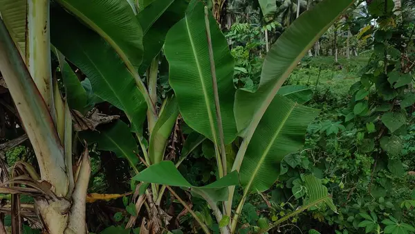 Muz çiftliği, bahçede küçük muz ağacı.